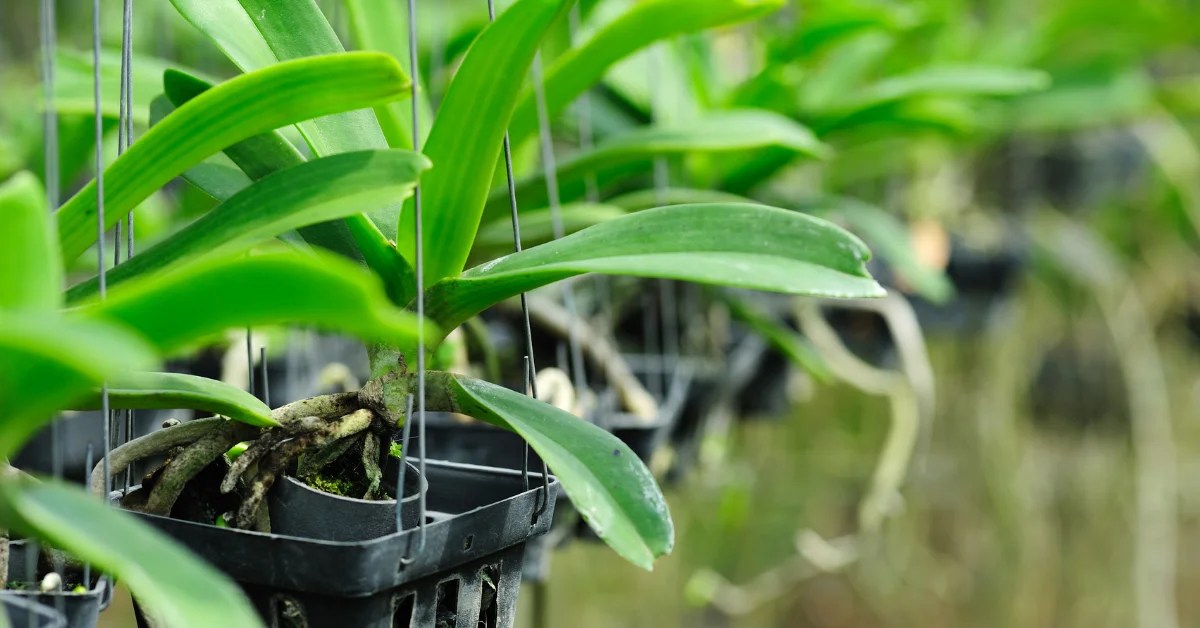 How To Save a Dying Orchid? Plants Castle