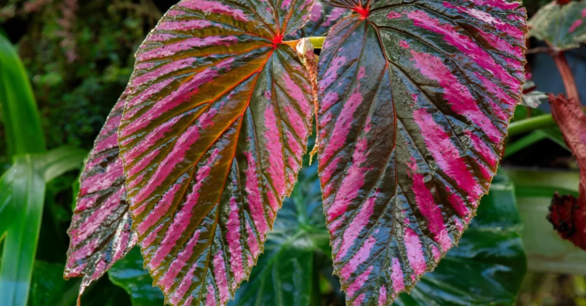 Plant With Pink And Green Leaves Best Picks Plants Castle