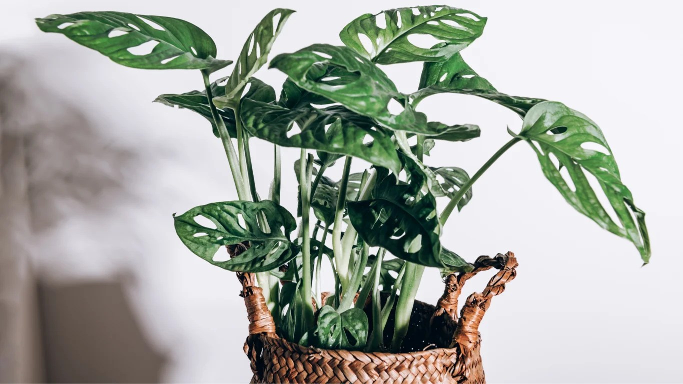 How To Find The Best Pot For Monstera Plants Things To Keep In Mind