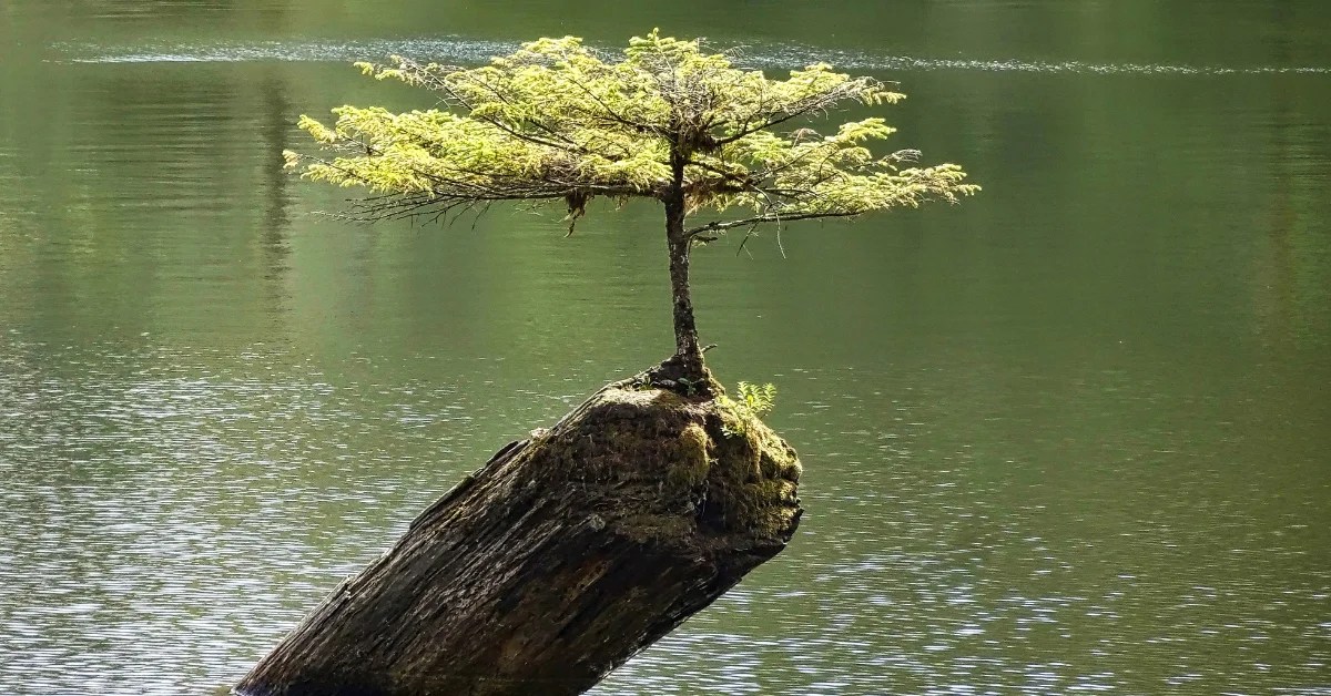 How Much Does A Bonsai Tree Cost? Plants Castle