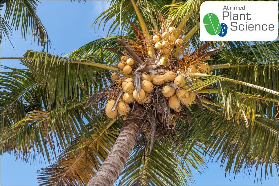 Coconut water cleaner than bottled water Plant Science by Atrimed