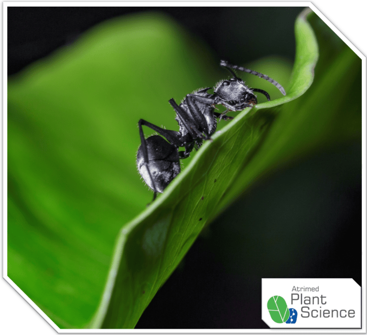 Ants help pollinate just like bees PlantScienceFacts Plant Science