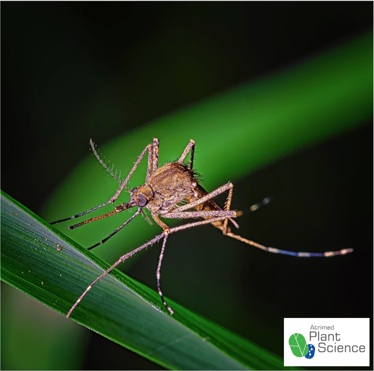 Pollination by Mosquitoes Plant Science by Atrimed