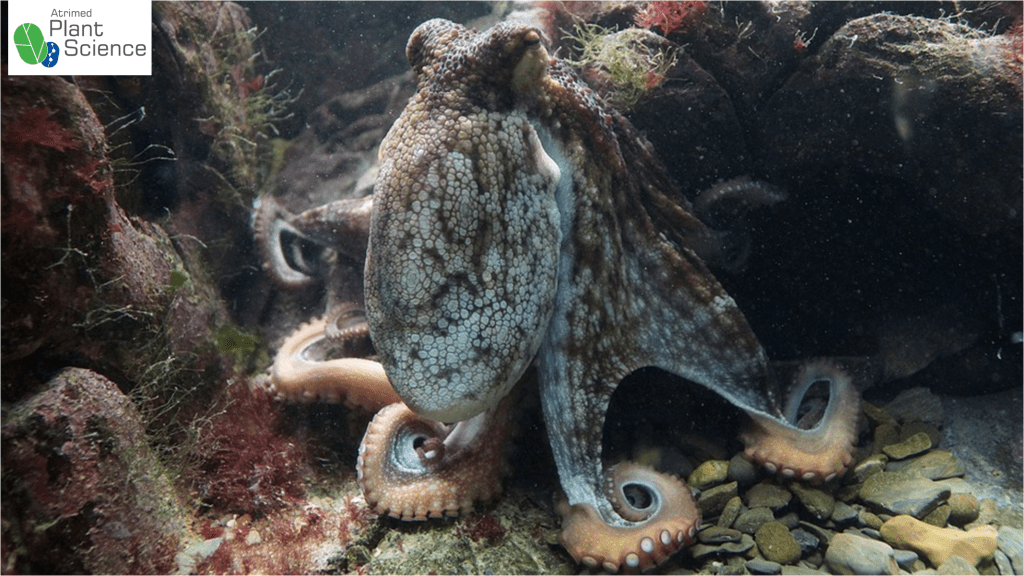 Do octopuses mate to death? Plant Science by Atrimed