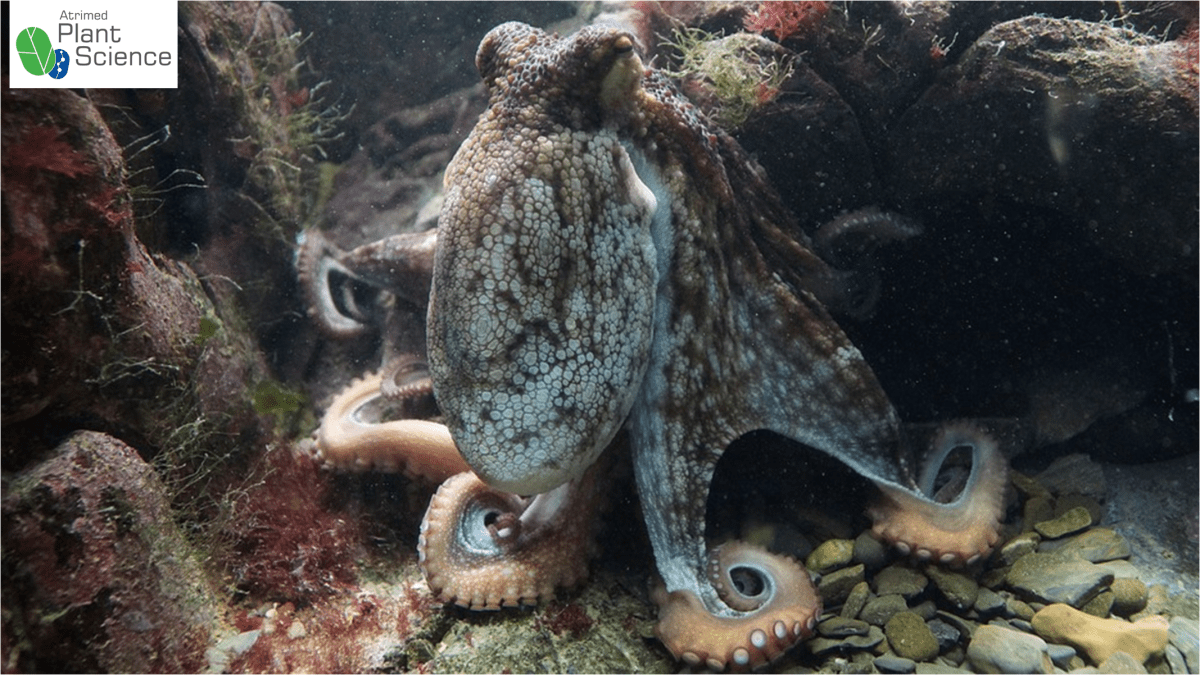 Do octopuses mate to death? Plant Science by Atrimed