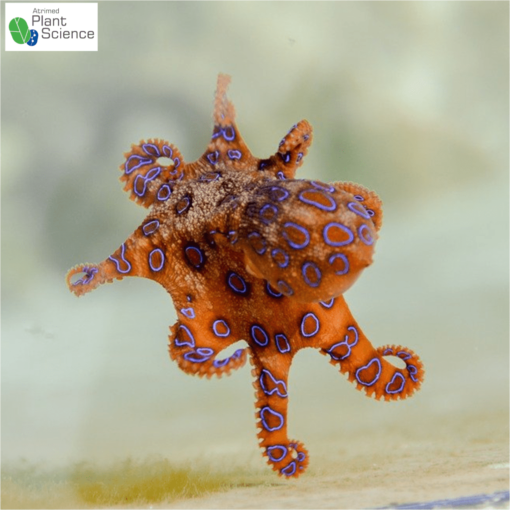 Do octopuses mate to death? Plant Science