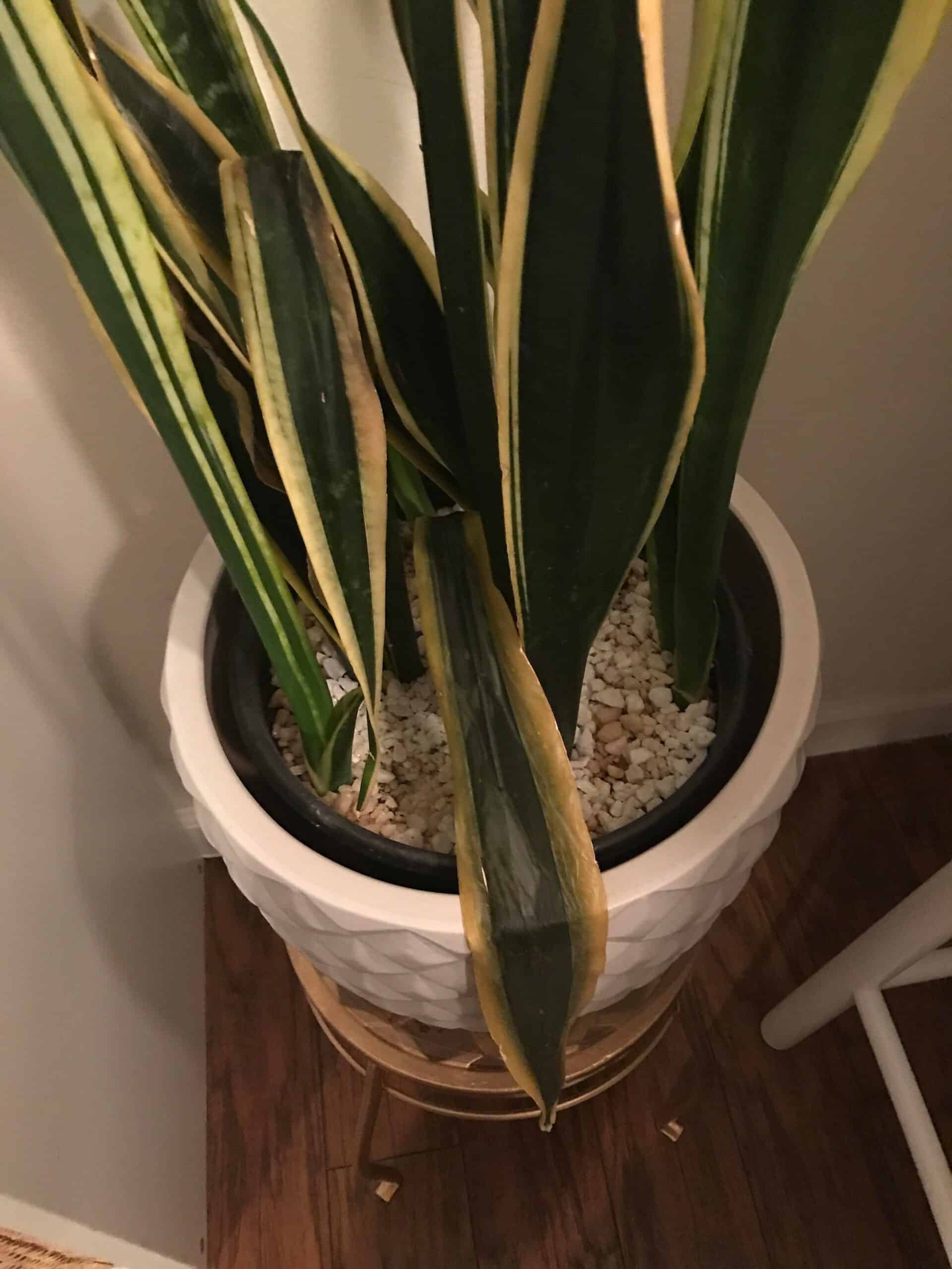 How Do You Fix an Overwatered Snake Plant? Plants Craze