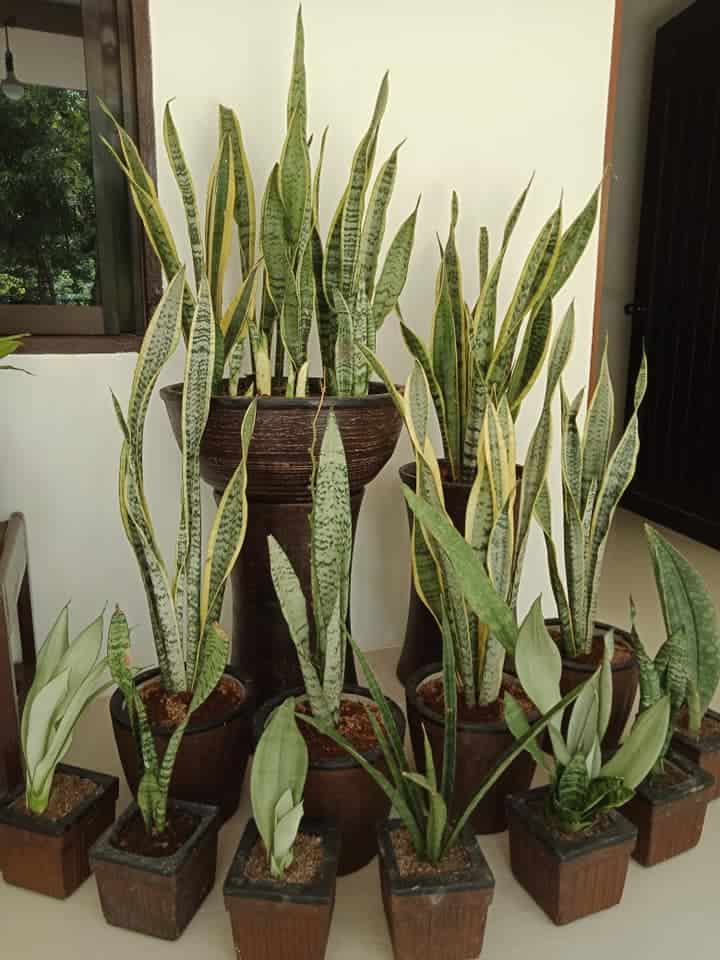 Do Snake Plants Clean Air? [Clearing All Doubts] Plants Craze