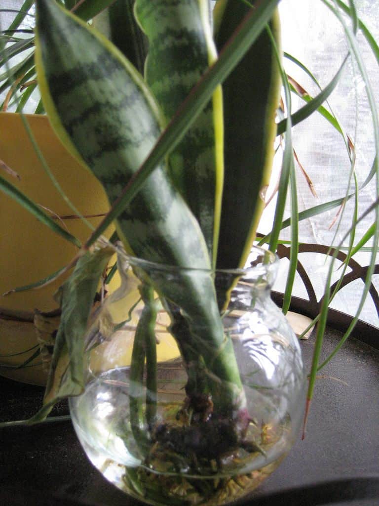 What is the Best Way to Propagate Snake Plant in Water? Plants Craze