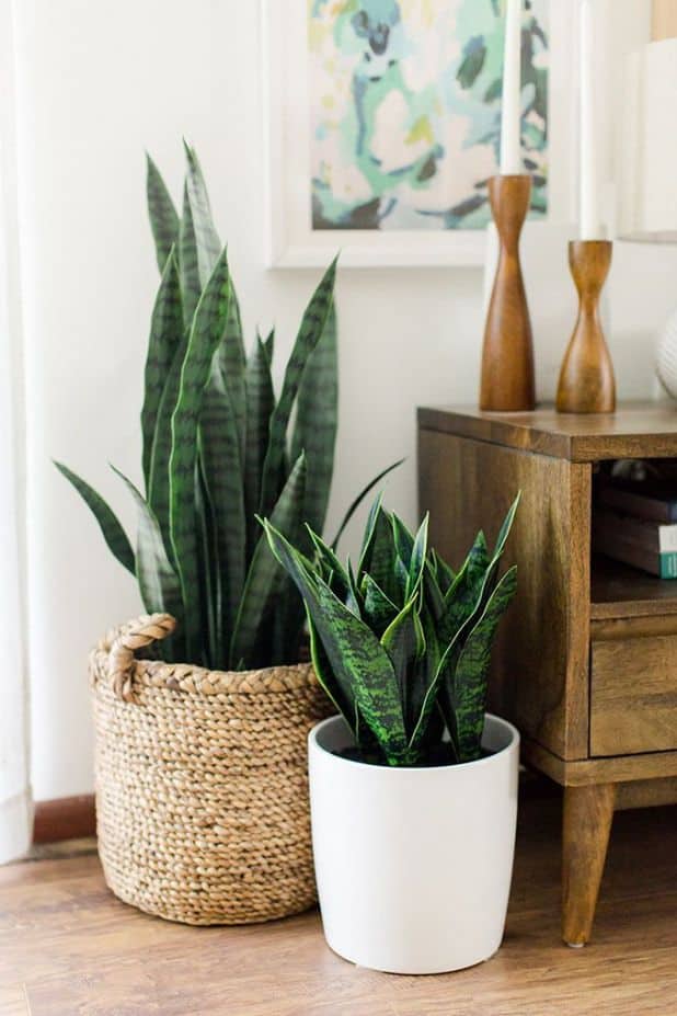 What is the Best Way to Propagate Snake Plant in Water? Plants Craze