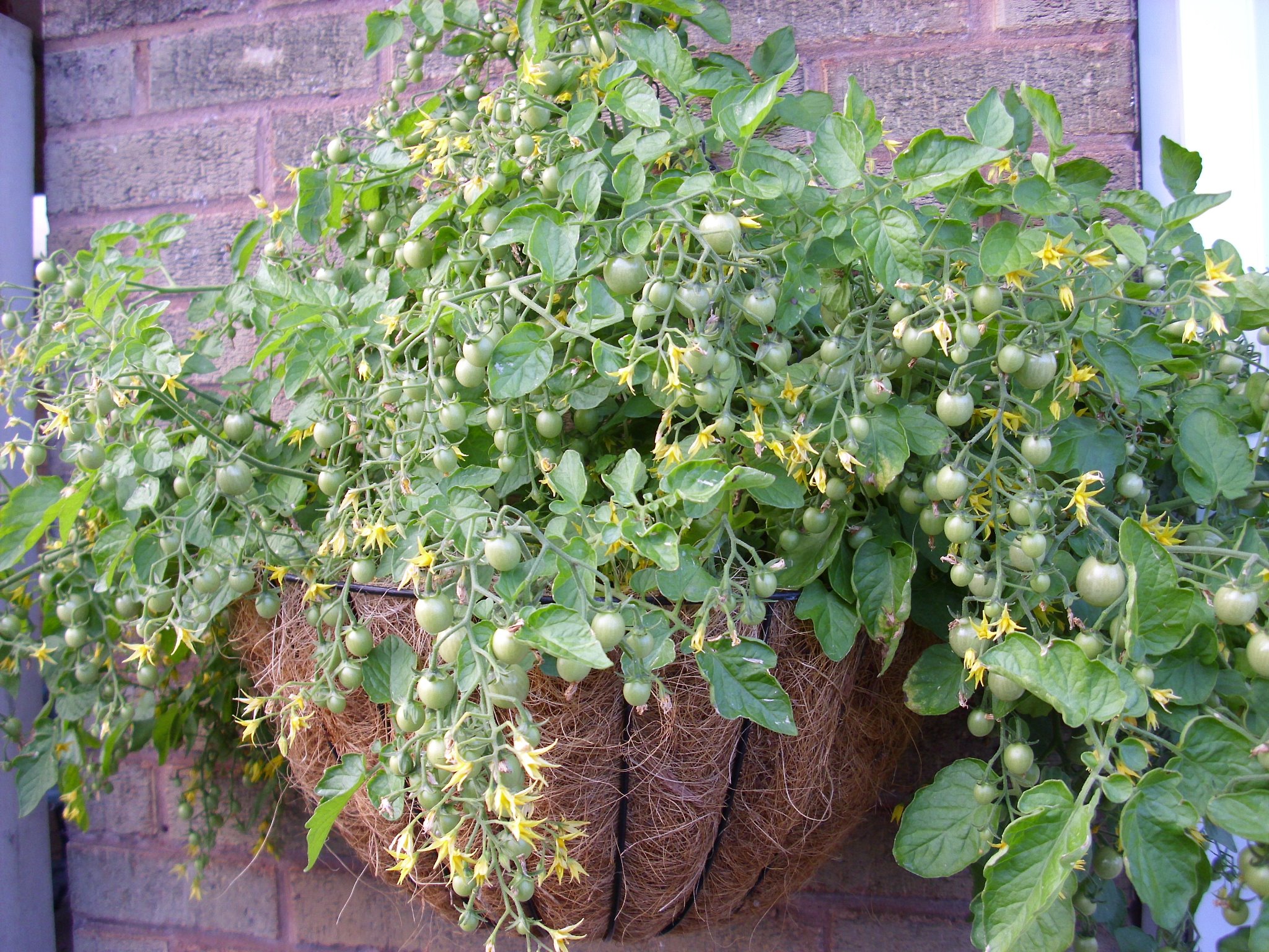 10+ Best Hanging Basket Tomatoes Plants Craze