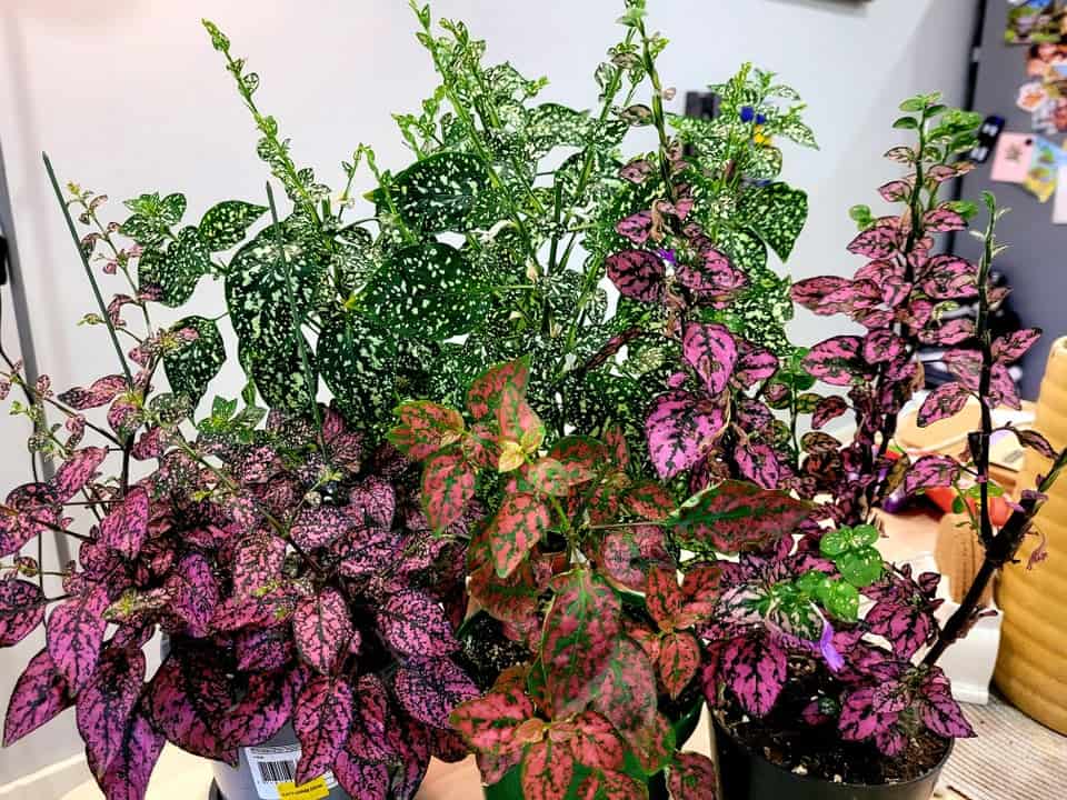 Is Polka Dot Plant Actually Poisonous? [The 1 Lingering Question]