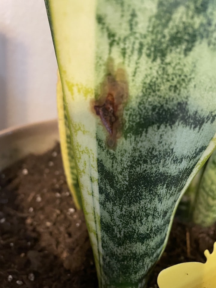The Only Ultimate Guide To Save Snake Plant from Fungus!
