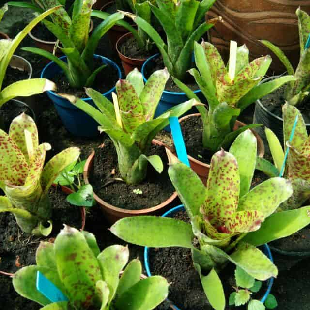 How to Separate Bromeliad Pups from Mother Plant? Plants Craze