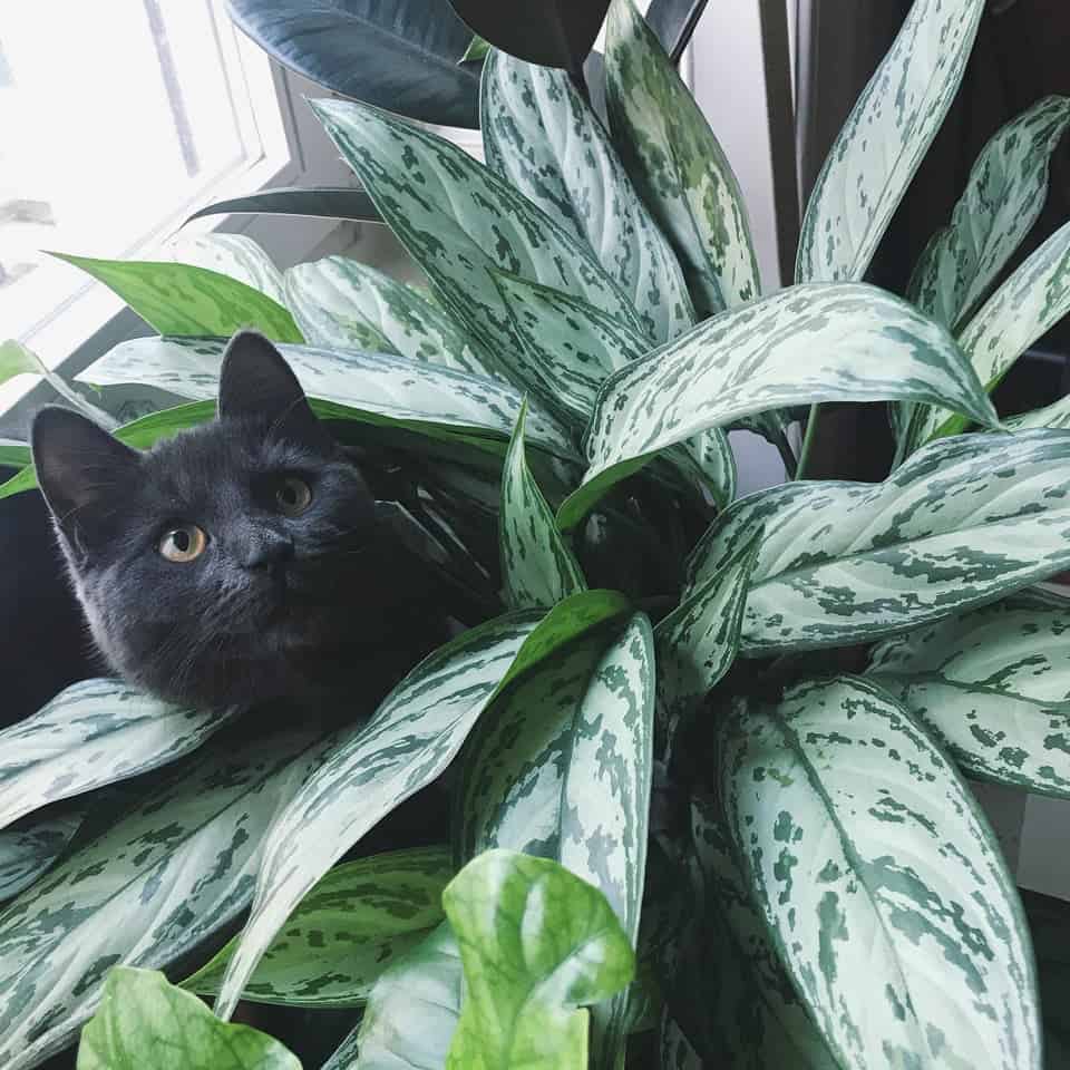 Is Chinese Evergreen Toxic to Cats? Plants Craze