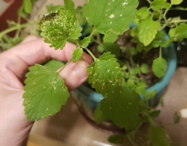 Why are there White Spots on my Catnip Leaves? Plants Craze