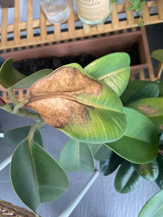 How to Save your Dying Rubber Plant? Plants Craze