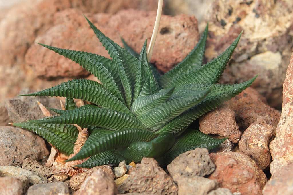 9 Reasons your Zebra Plant Leaf is Turning Brown [With Solutions