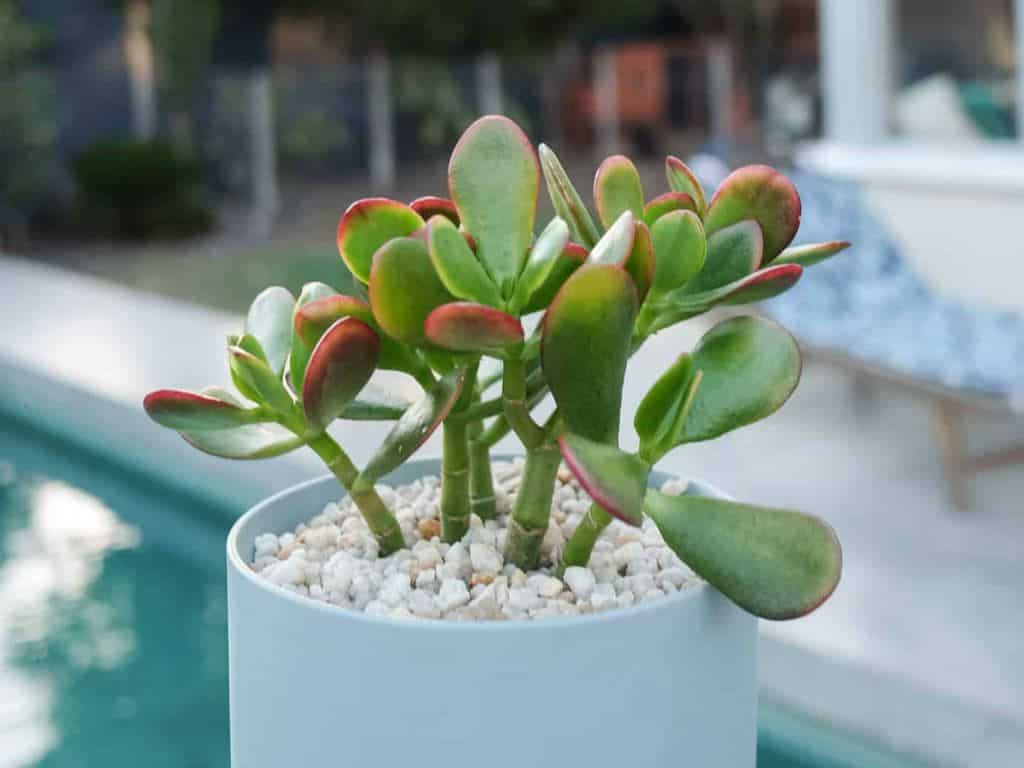 Caring For Jade Plant Outdoors An Ultimate Guide