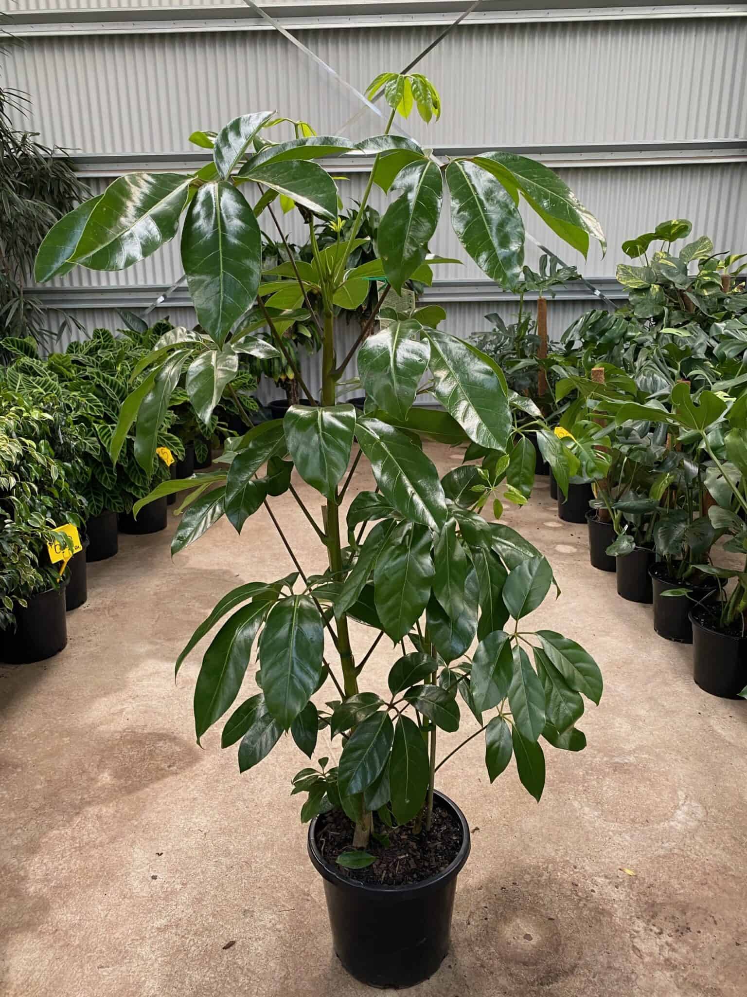 How to Propagate Schefflera Plants Craze