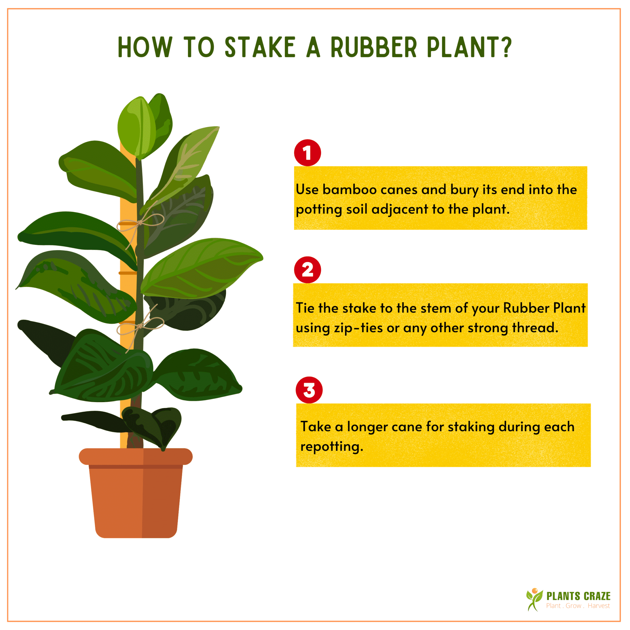 How to Repot Rubber Plant? [Process and Care Tips] Plants Craze