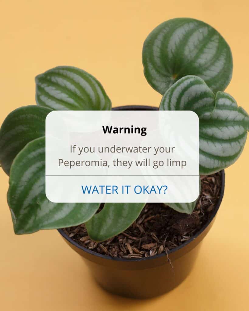 Leaves on Peperomia Limp and Drooping [7 Causes, 5+ Solutions]