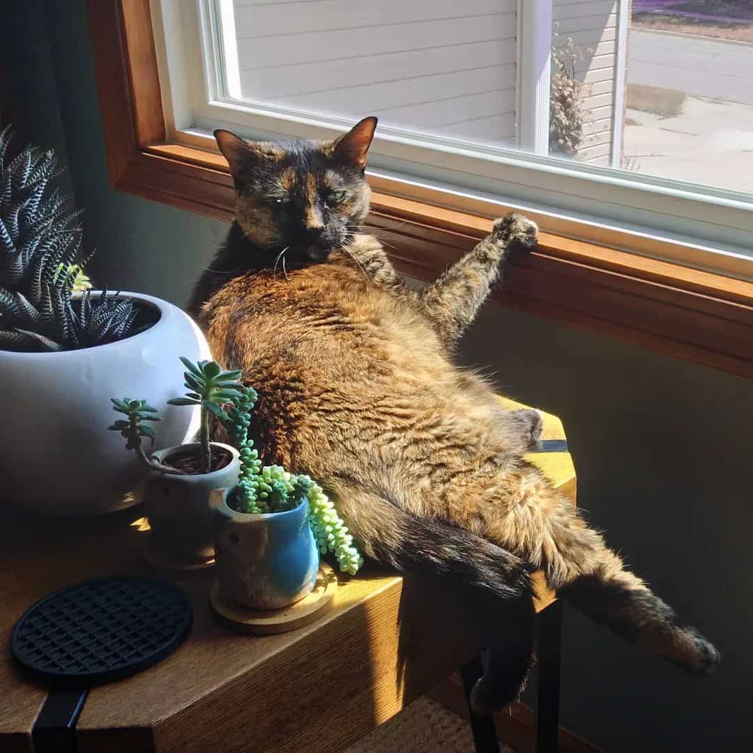 Is Zebra Plant Toxic to Cats? [7 Ways to Repel Them]