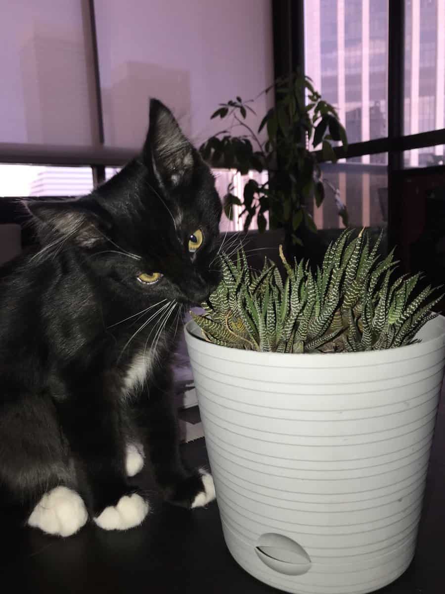 Is Zebra Plant Toxic to Cats? [7 Ways to Repel Them]