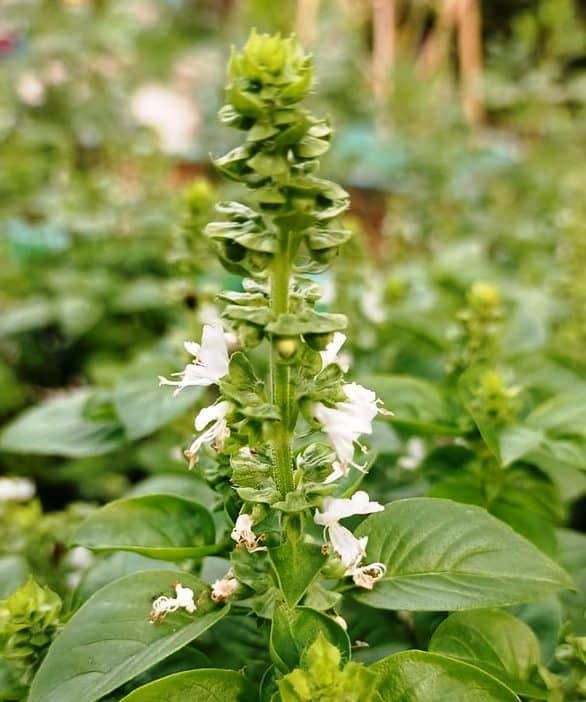How to Dry Basil Flowers? Plants Craze