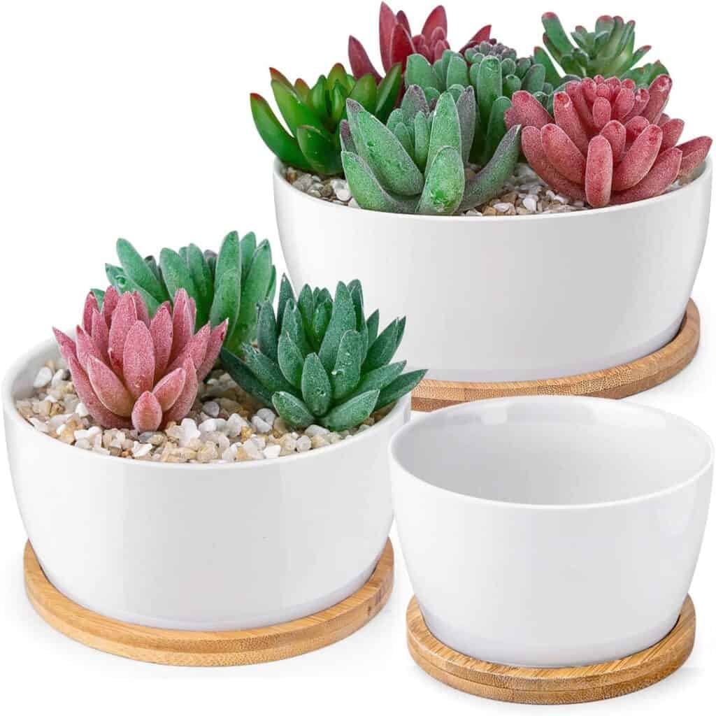 Best Pots For Aloe Vera Plants [9+ Best In The Market]