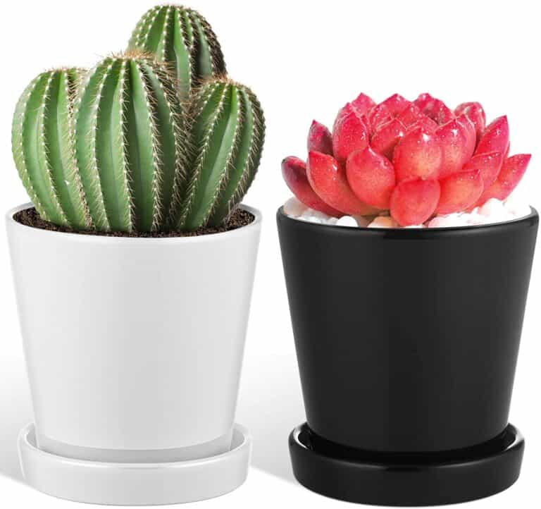 Best Pots For Aloe Vera Plants [9+ Best In The Market]