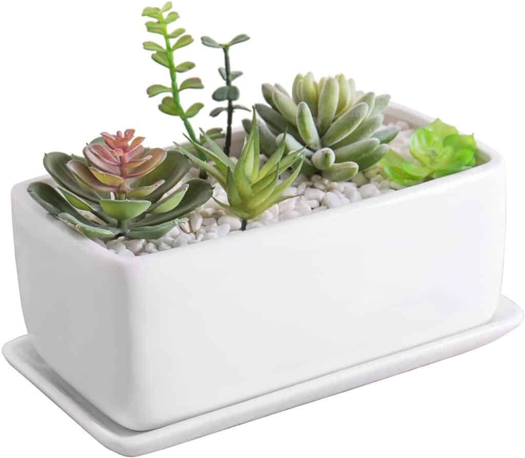 Best Pots For Aloe Vera Plants [9+ Best In The Market]