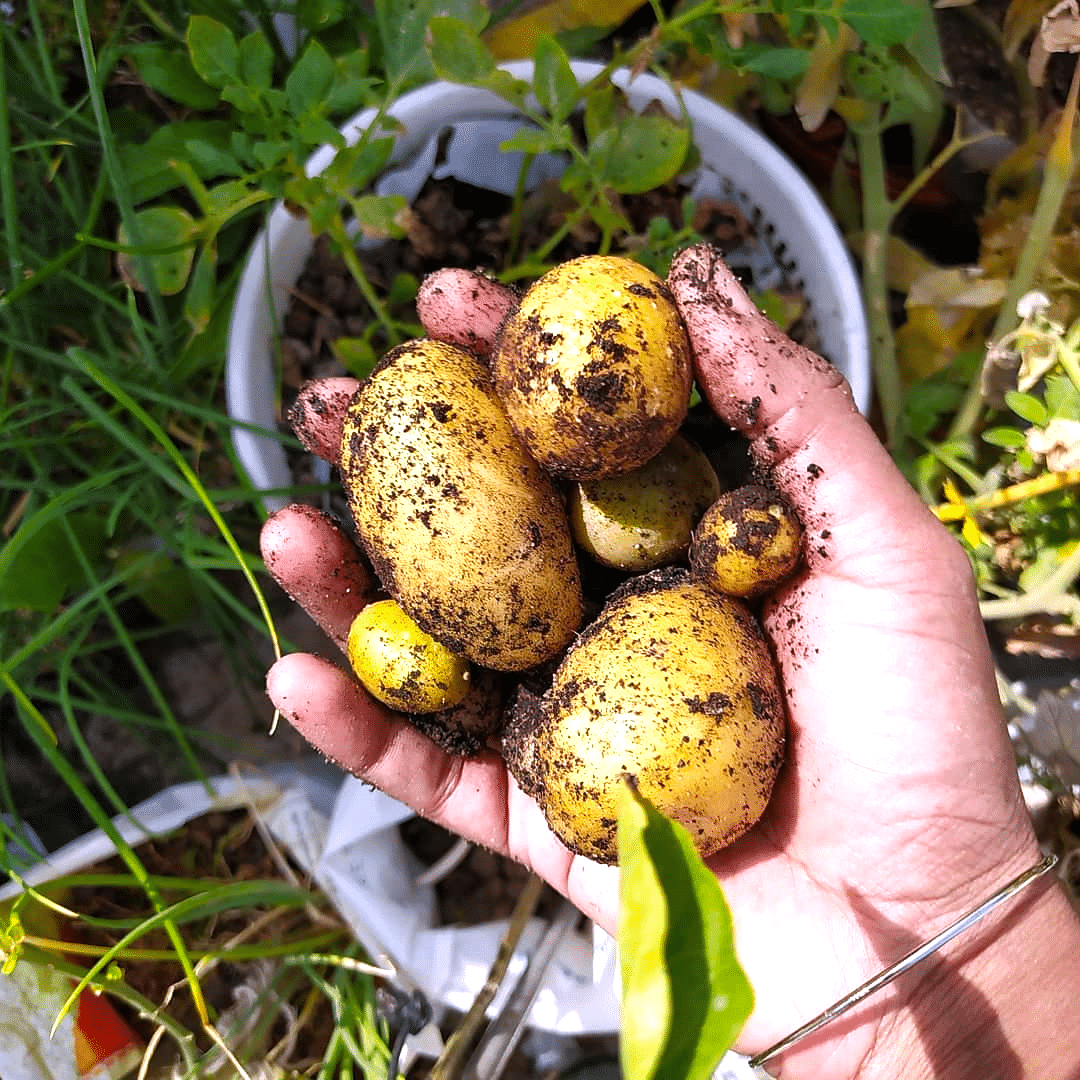 How to Grow Potatoes in Texas?
