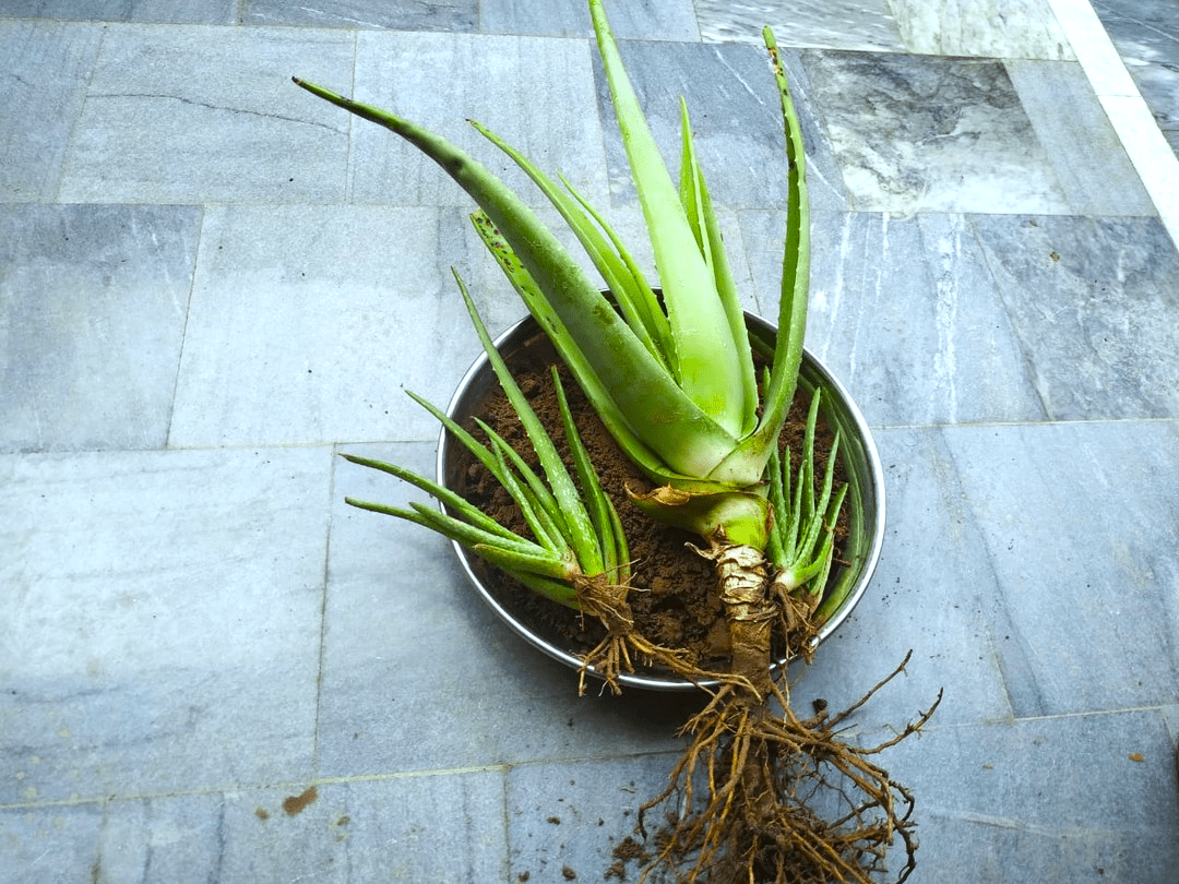 3 Signs To Repot An Aloe Vera Plant [Repotting Guide]