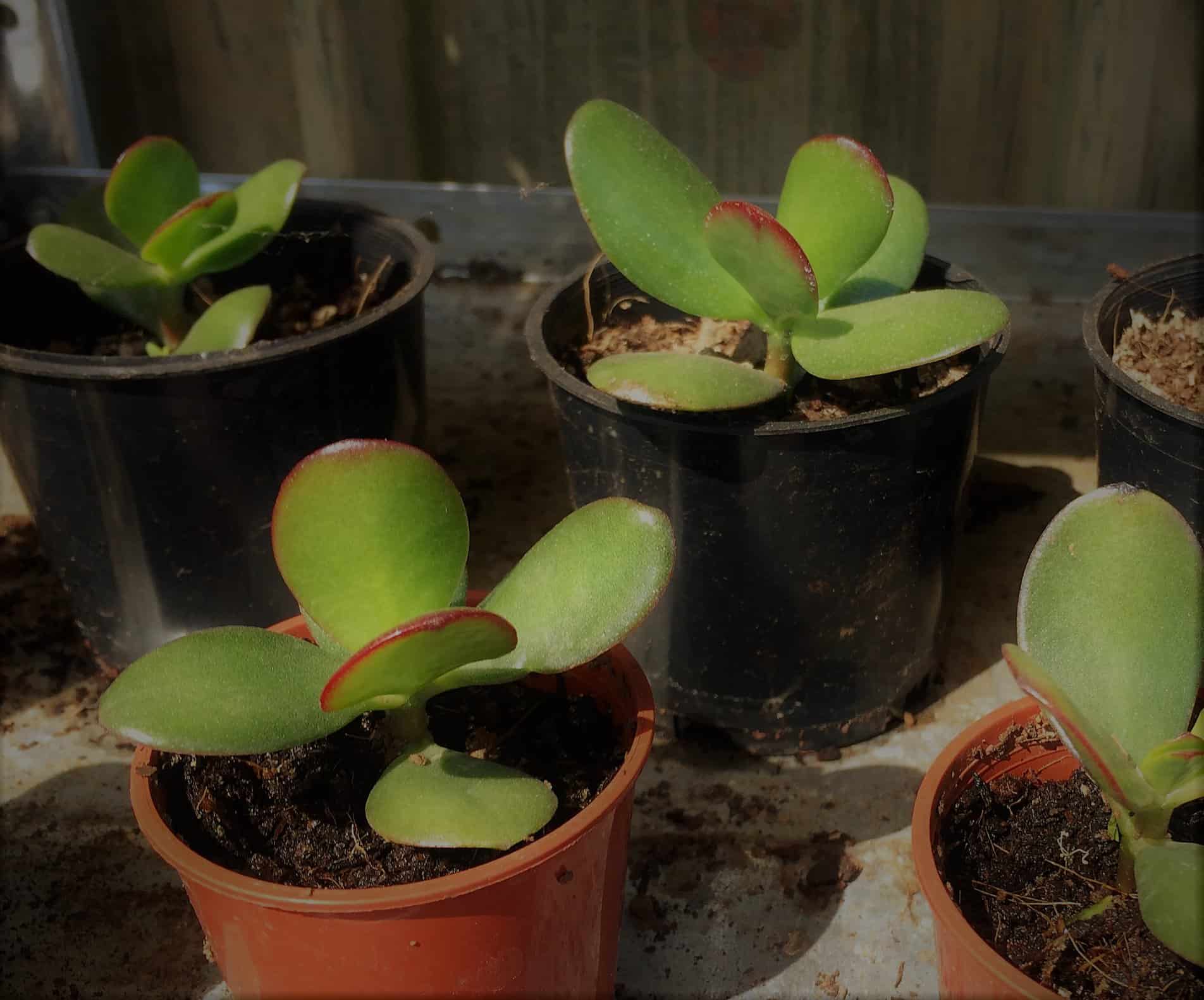 7+ Best Jade Plant Fertilizer to Bag [With Places to Buy]