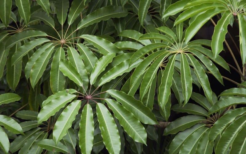 Why Are My Schefflera Leaves Turning Yellow? Plants Craze