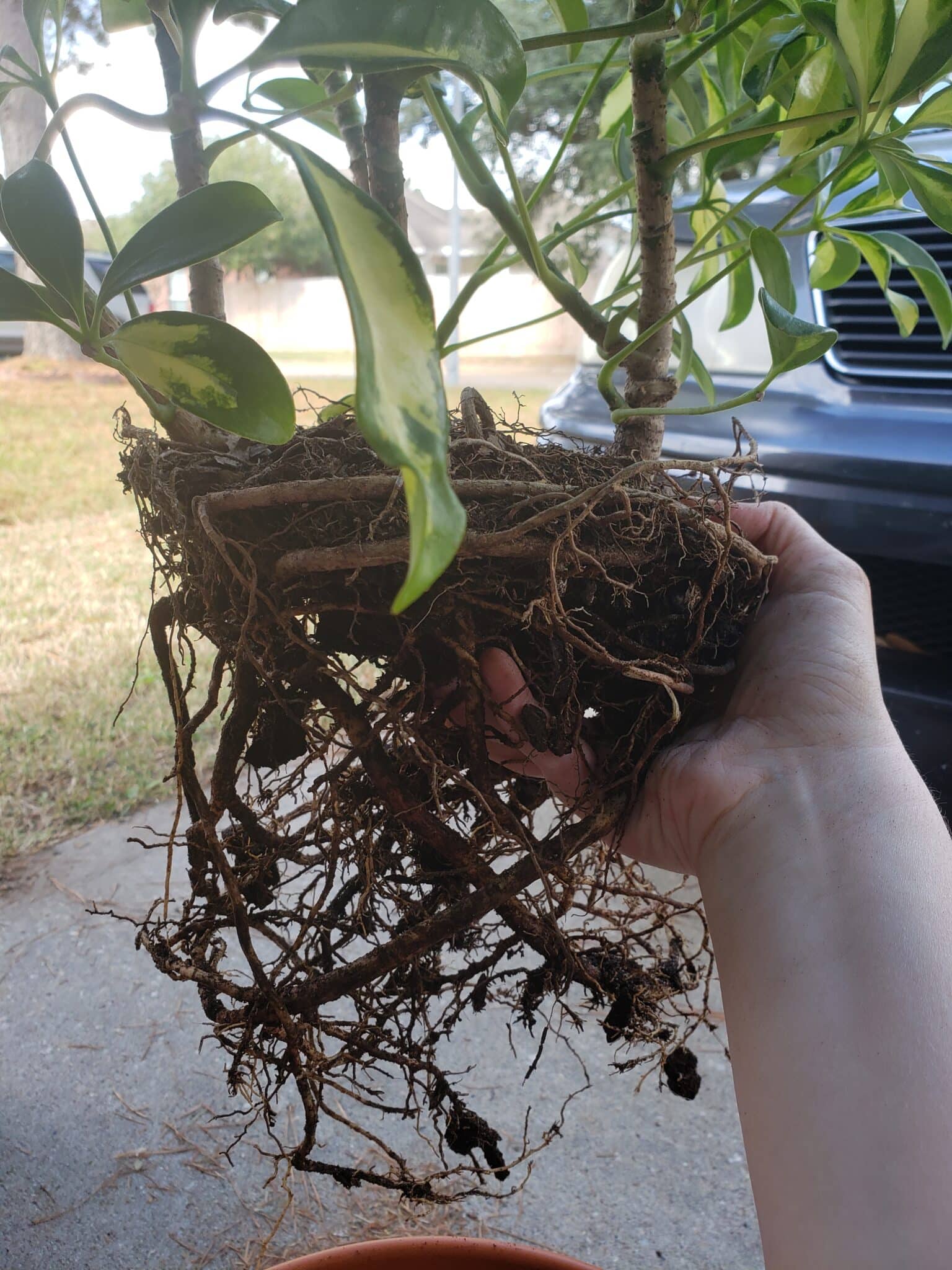 How to Repot a Schefflera Plant? Plants Craze