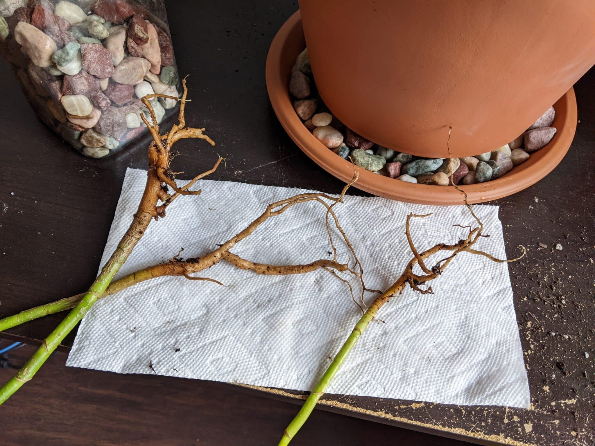 How to Repot a Schefflera Plant? Plants Craze