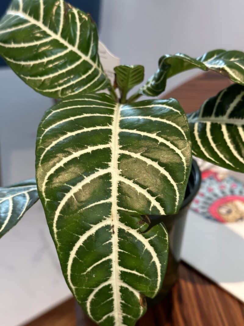 Zebra Plant Leaves Falling Off [Reasons and Solutions] Plants Craze