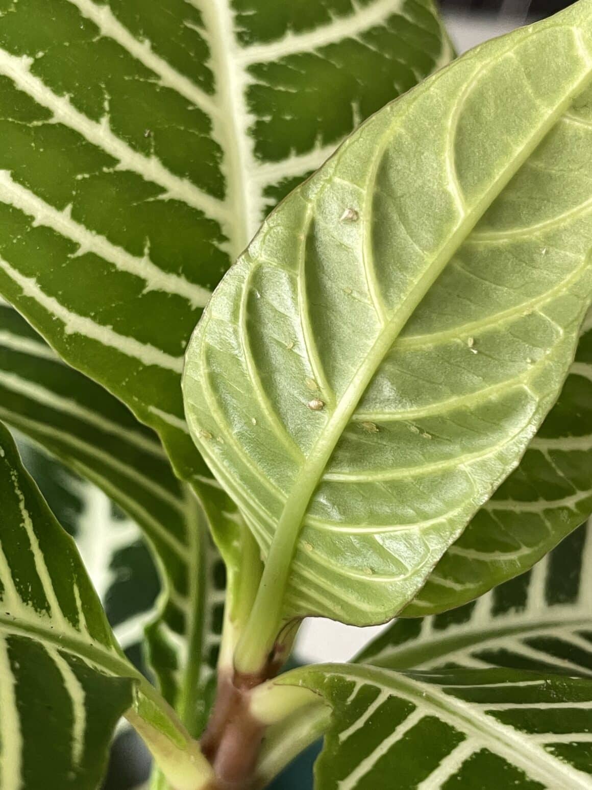 Zebra Plant Leaves Falling Off [Reasons and Solutions] Plants Craze