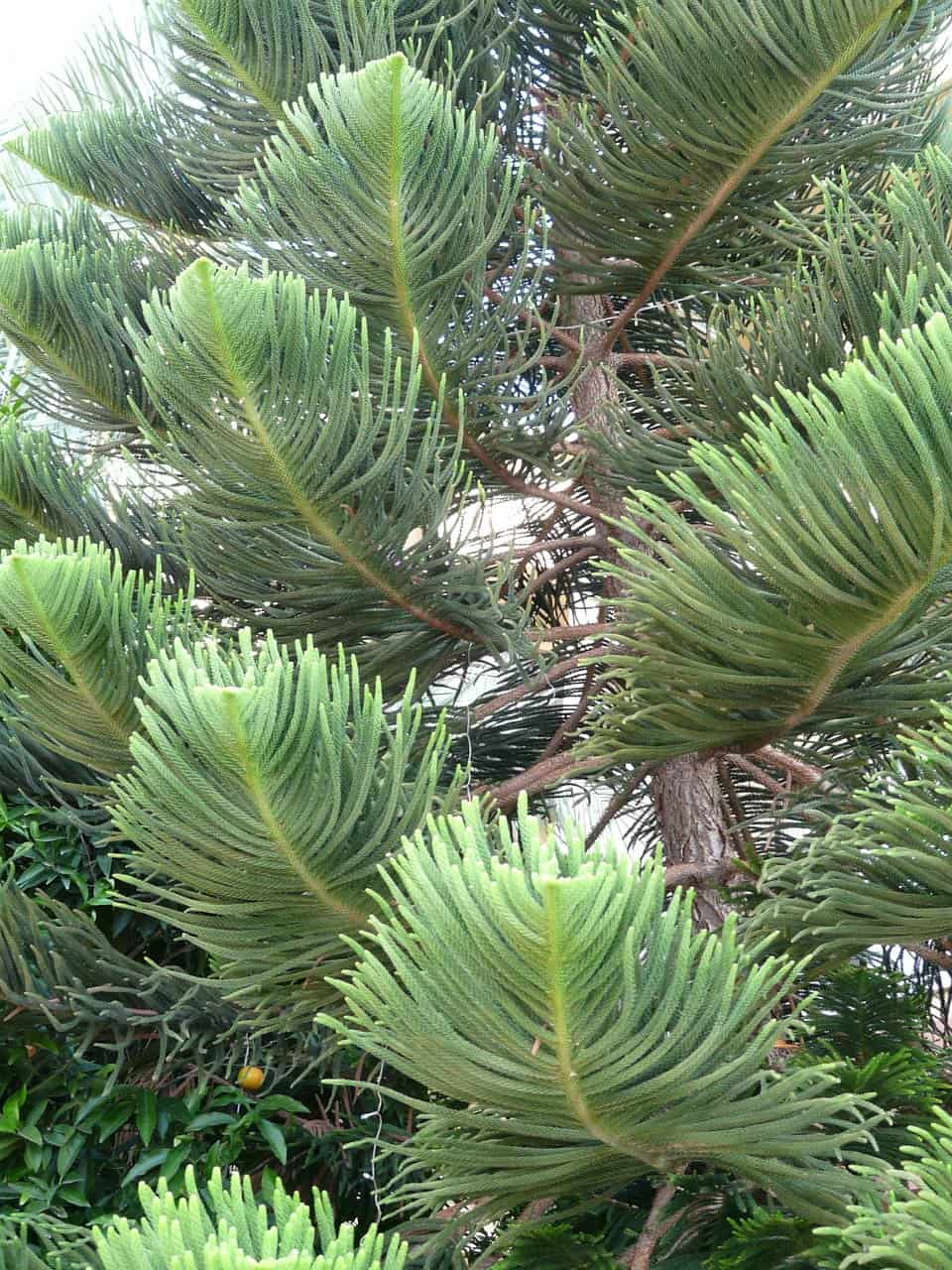 Why are the Branches of my Norfolk Pine Dry and Crispy? Plants Craze