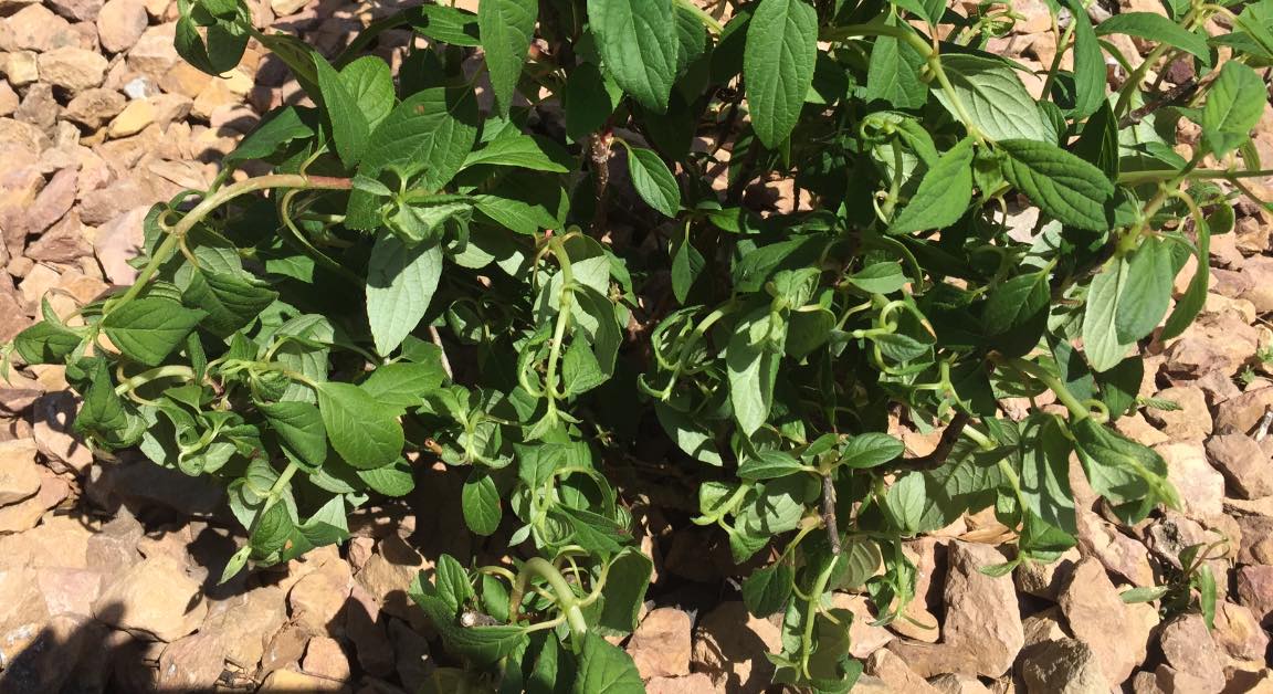 Why is my Hydrangea Wilting? [Causes & Fixes] Plants Craze