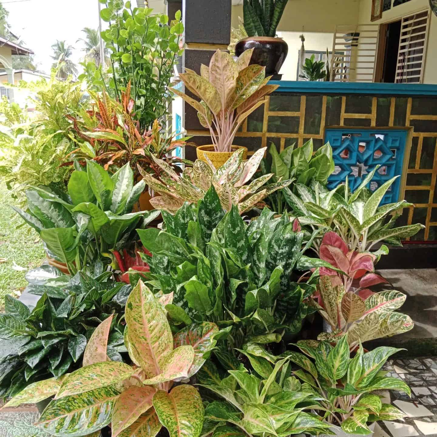 22+ Stunning Aglaonema Varieties you will Love