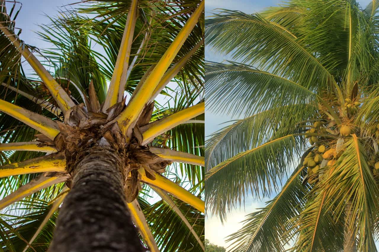 Can You Differentiate Between Coconut and Palm Trees?