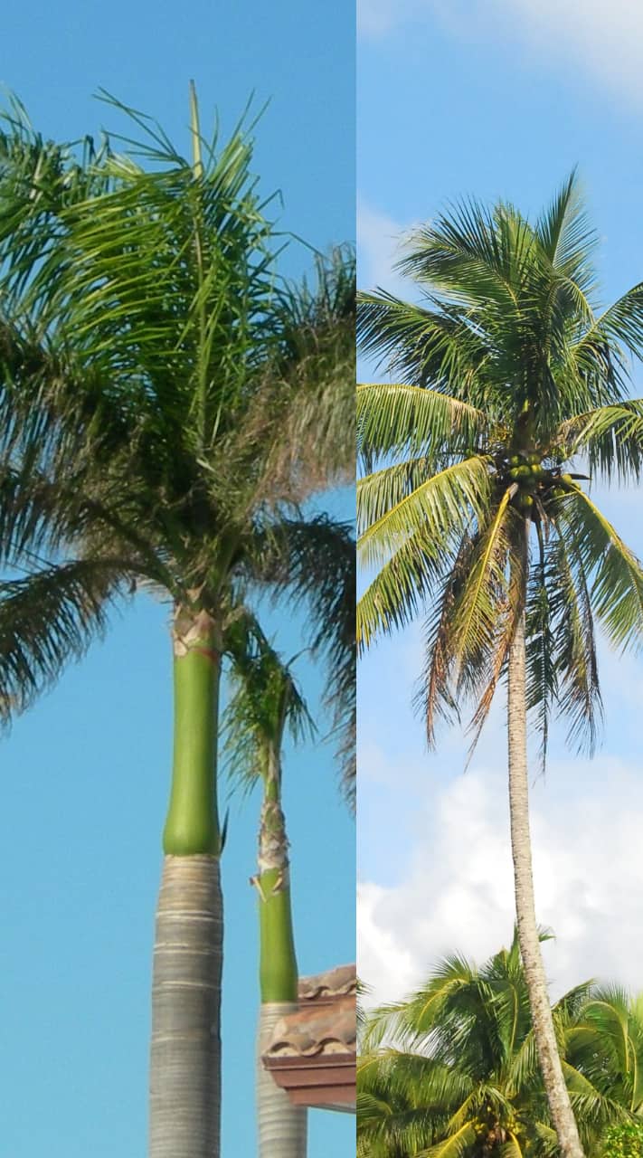 Coconut Tree vs Palm Tree What's the Difference? Plants Craze