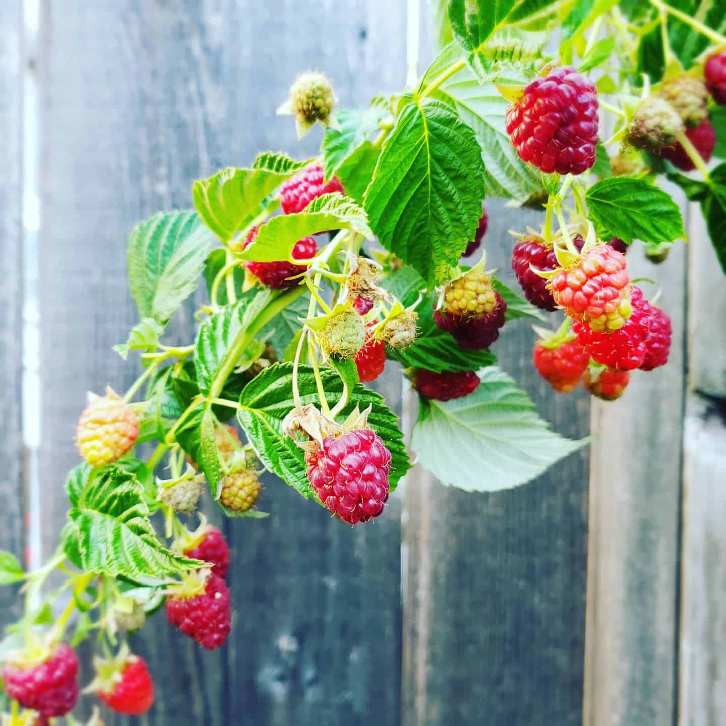 Raspberry Companion Plants [11 Good and 4 Bad Types]