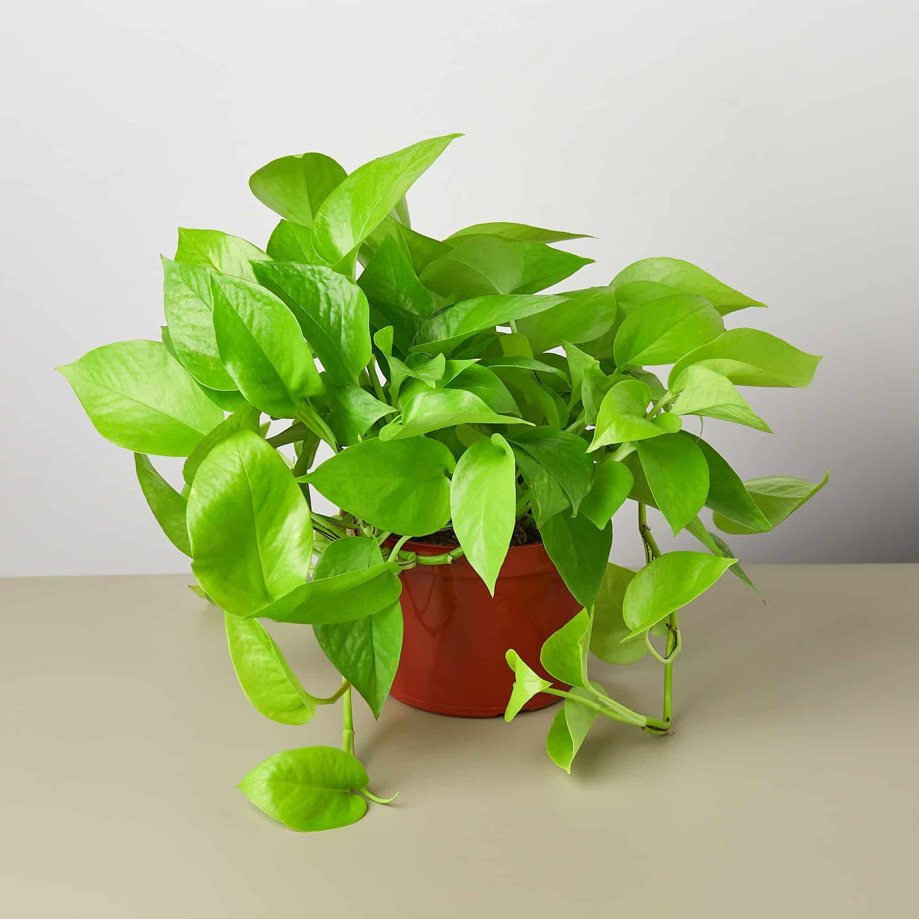 Lemon Lime Philodendron vs Neon Pothos [5+ Differences]