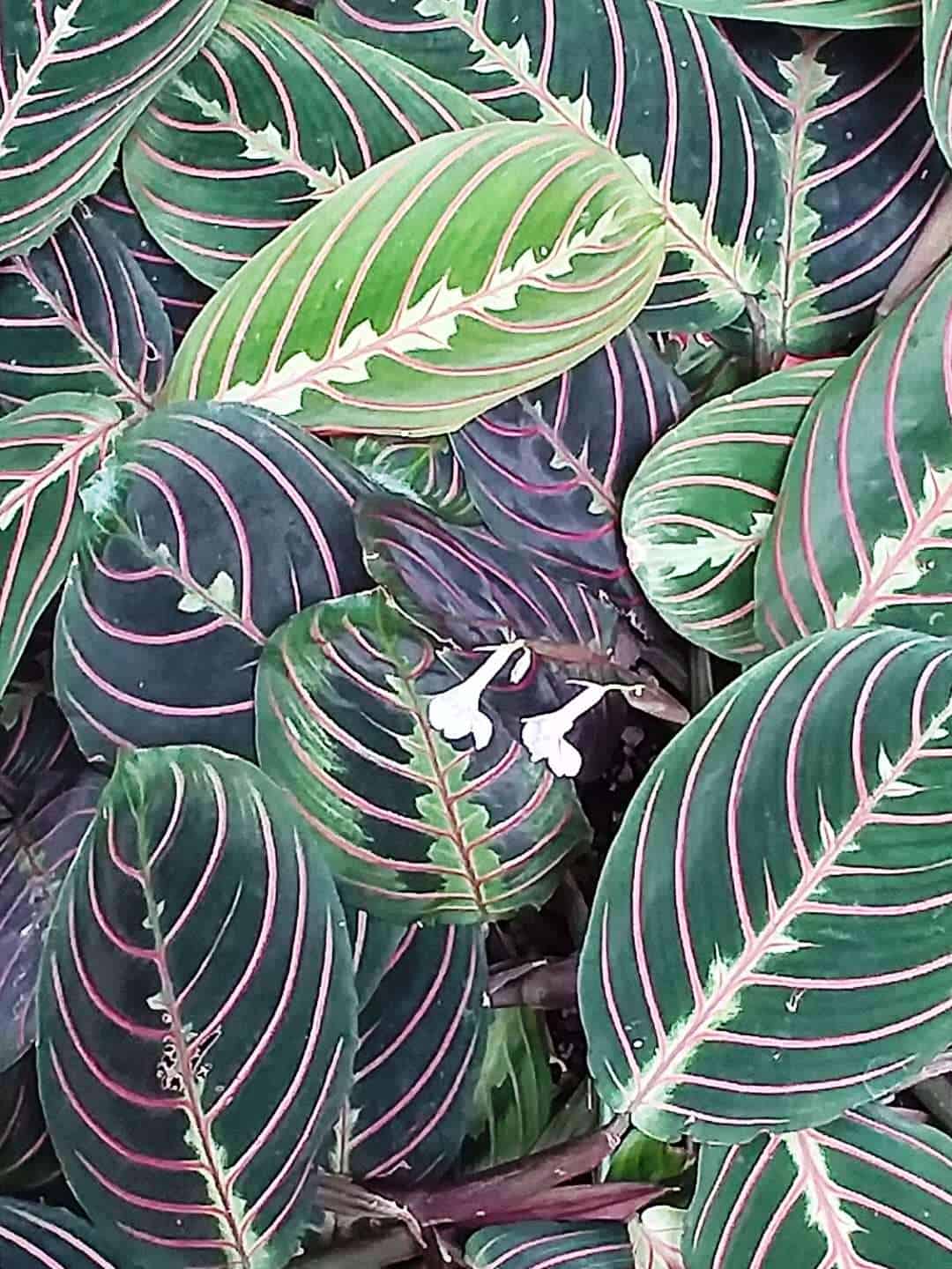 What to do for Drooping Prayer Plant? Easy Way Possible! Plants Craze