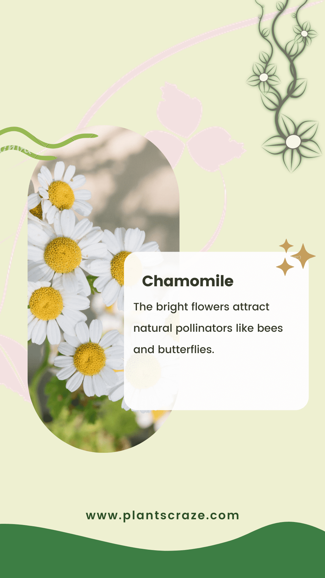 Raspberry Companion Plants [11 Good and 4 Bad Types]