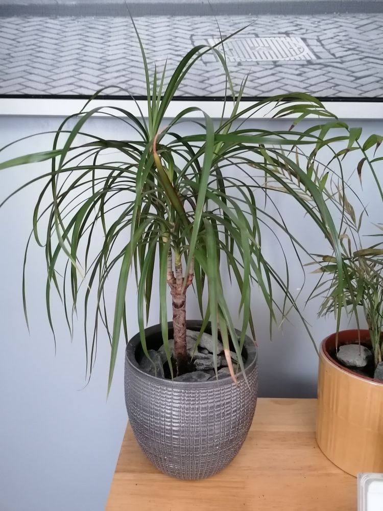 8 Proven Dragon Tree Benefits You Need to Know Plants Craze